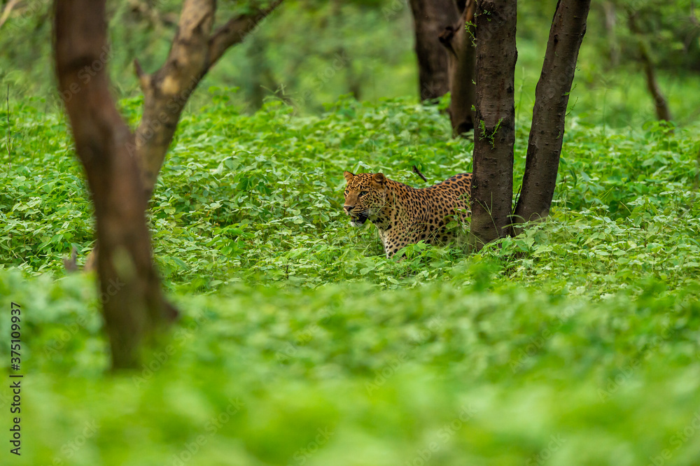 Obraz premium Wild male leopard or panther walking in natural green background in monsoon season safari at jhalana leopard or forest reserve jaipur rajasthan india - panthera pardus