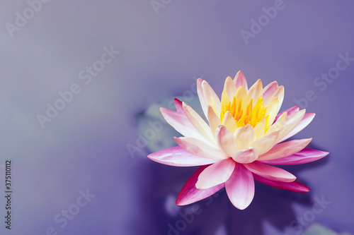 Beautiful lotus flowers with yellow stamens on nature background.