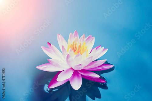 Beautiful lotus flowers with yellow stamens on nature background.