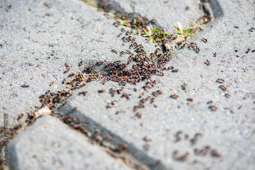 Close-up of a group of ants on the pavement. Shallow depth of field. photo