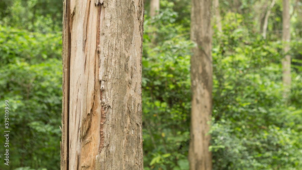 Fototapeta premium Teak:Tectona grandis. One of world’s most valuable tropical hardwood