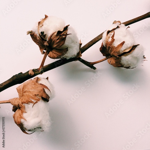 Fototapeta Naklejka Na Ścianę i Meble -  herbarium, cotton bouquet of flowers on white background