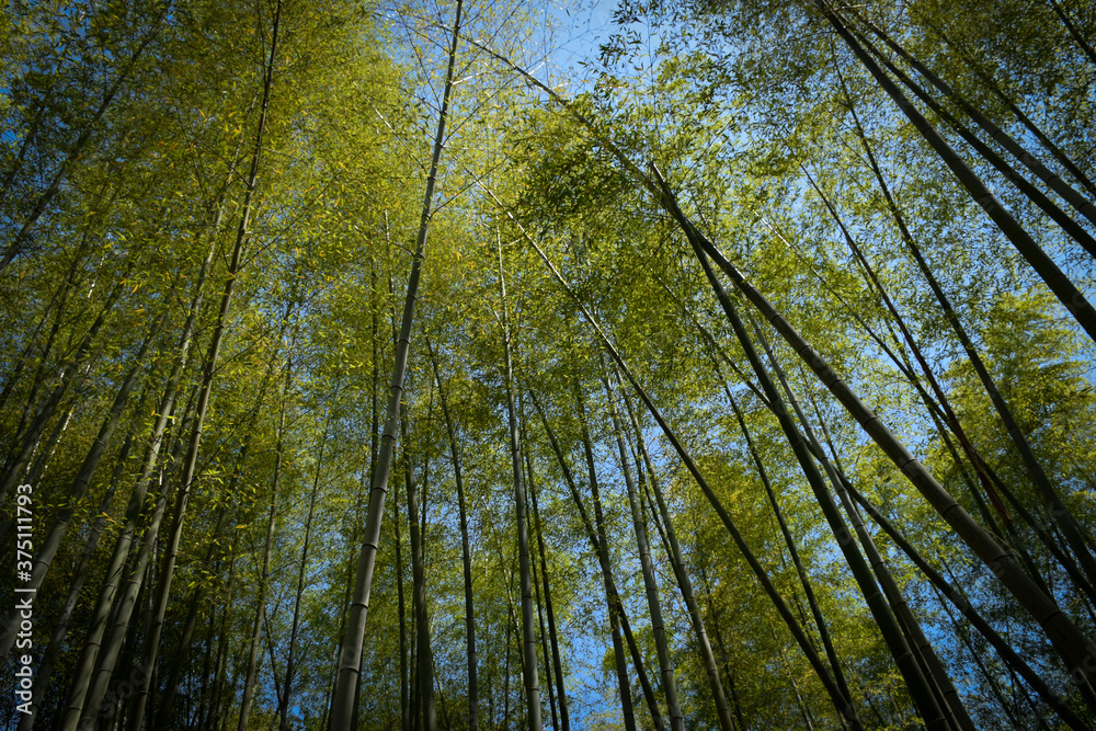 Bamboo Forest Arashiyama, Kyoto Bamboo Forest Arashiyama, Kyoto