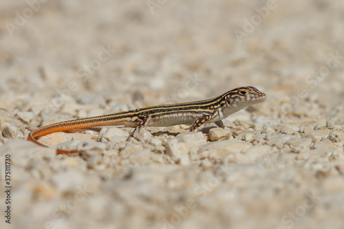 Closeup shot of an Acanthodactylus erythrurus lizard in Spain photo