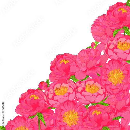 Vector peony plowers pink frame. Colorful template