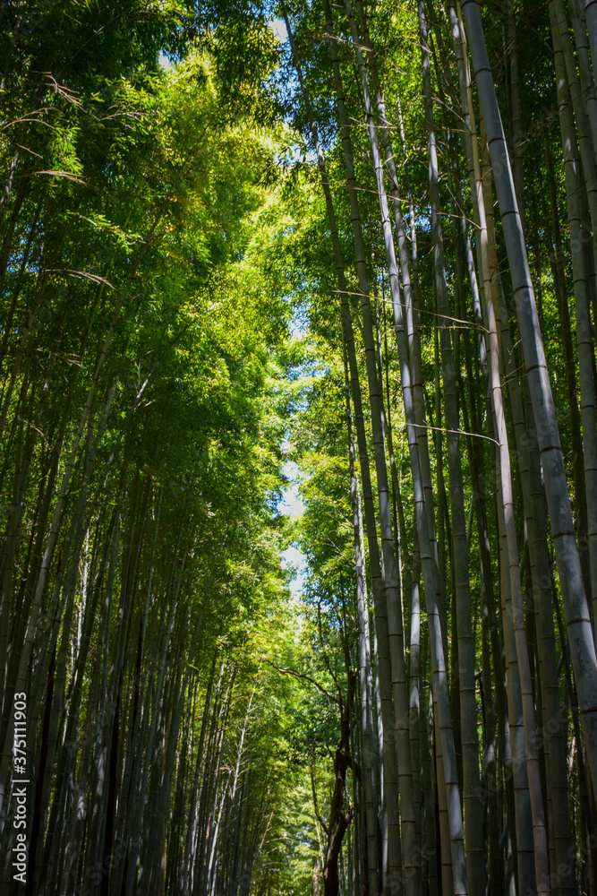 Bamboo Forest Arashiyama, Kyoto Bamboo Forest Arashiyama, Kyoto