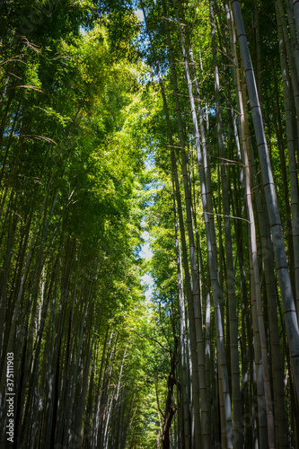 Bamboo Forest Arashiyama, Kyoto