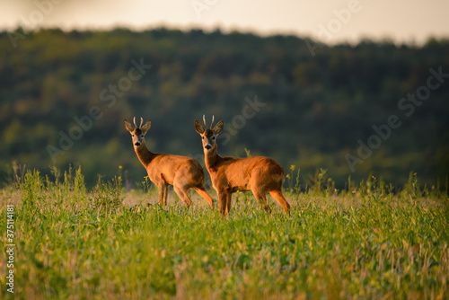 Two Roe bucks on the field