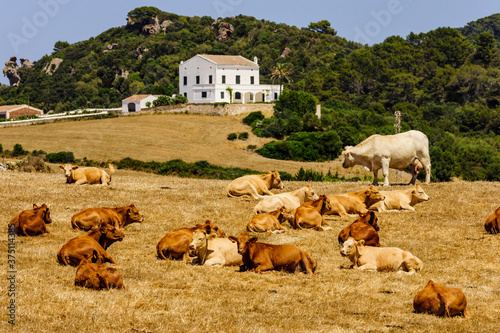 ganado para carne, Alaior, Menorca, Islas Baleares, españa, europa photo