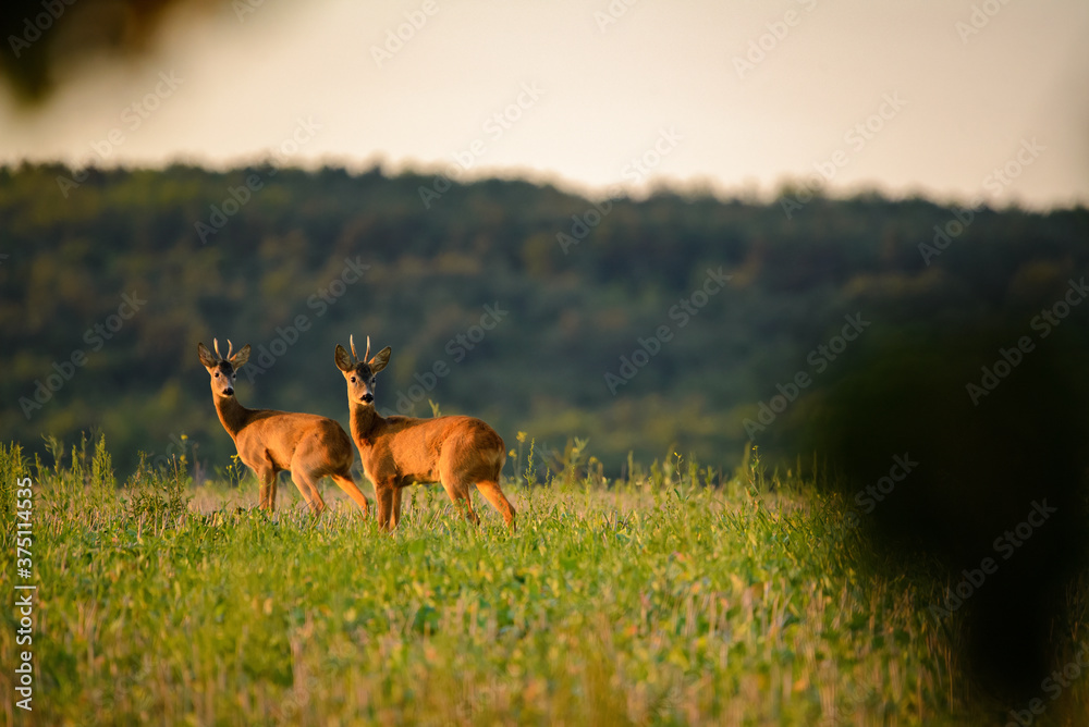 Fototapeta premium Two Roe bucks on the field
