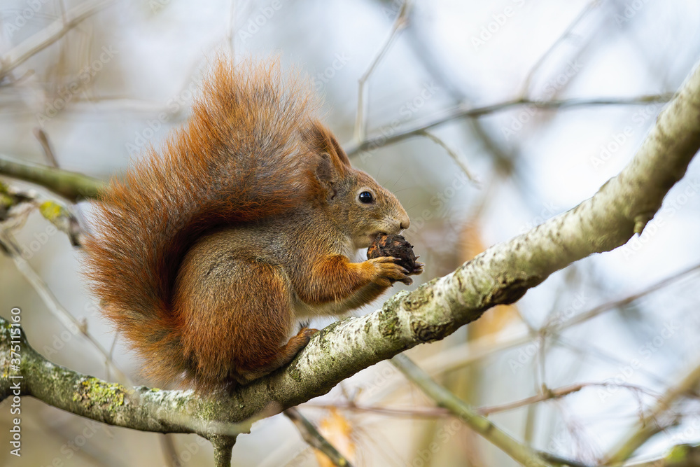 Curious red squirrel, sciurus vulgaris, biting cone on branch in autumn nature. Little animal with bushy tail sitting on twig in forest. Interested orange mammal looking on tree.