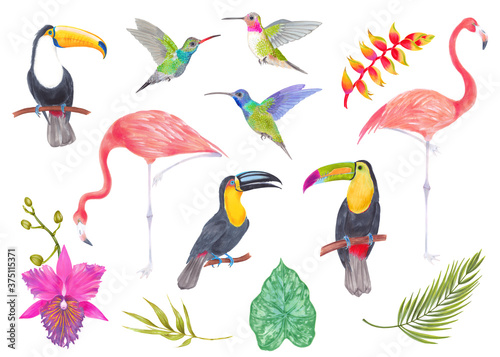 Watercolor set tropical bird, flowers and leaves. Toucan flamingo colibri birds, orchid flowers, strelitzia flower. Cololful tropic background isolated on white.