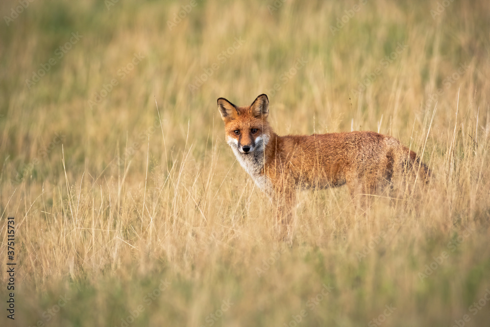 Alert red fox, vulpes vulpes, standing on a meadow with dry yellow grass in autumn. Pastel colored scenery from wilderness with wild mammal looking into camera with copy space.