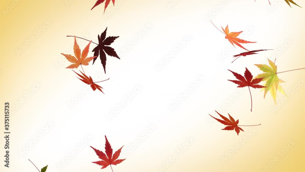 Autumn Japanese Maple Background