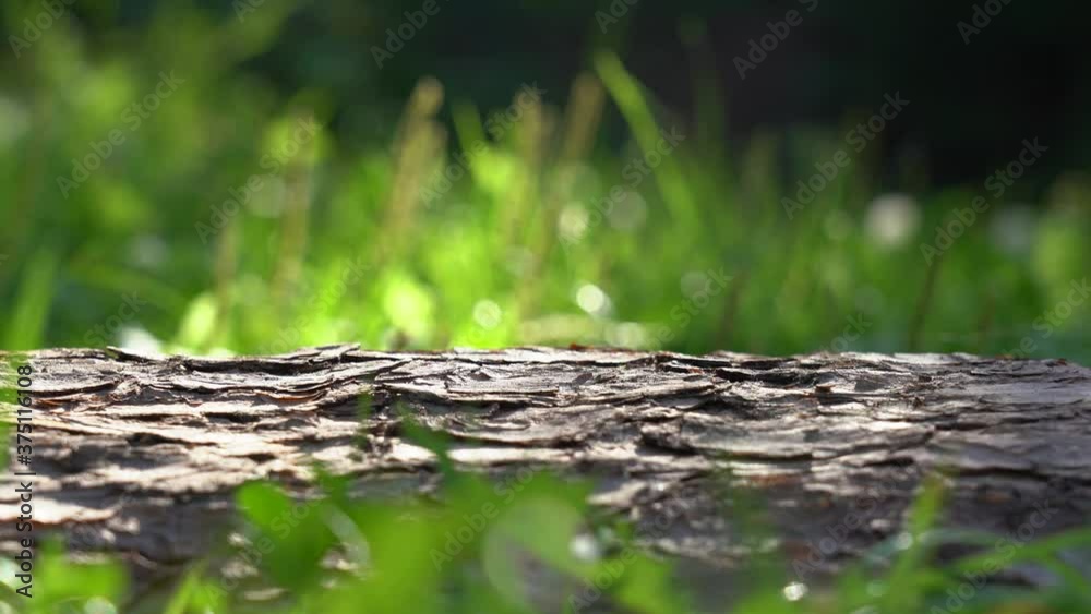 Closeup view 4k video of natural brown tree bark texture and green sunny grass. Abstract background. Closeup view 4k video of natural brown tree bark texture and green sunny grass. Abstract background.