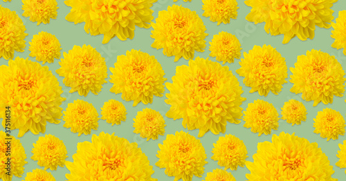 Pattern of yellow chrysanthemums on a light green background