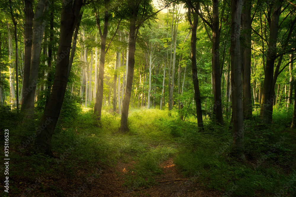 Obraz premium Colorful vivid green spring enchanted forest