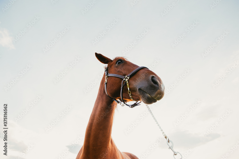 Naklejka premium Beautiful horse outdoors enjoying nature