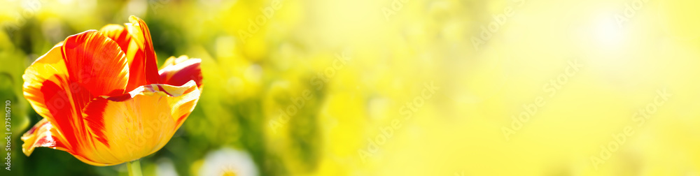 Floral greeting card with red tulip closeup at sunny day Floral greeting card with red tulip closeup at sunny day