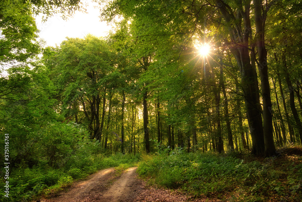 Fototapeta premium Trail in the colorful green spring forest in Hungary