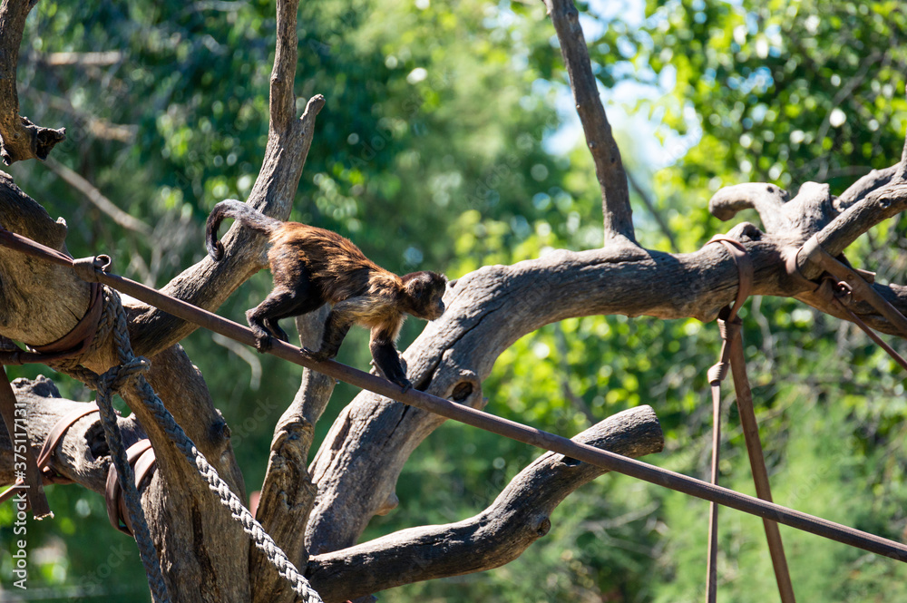 Capuchin monkey going from one tree to another climbing rope Capuchin monkey going from one tree to another climbing rope