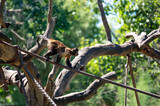 Capuchin monkey going from one tree to another climbing rope
