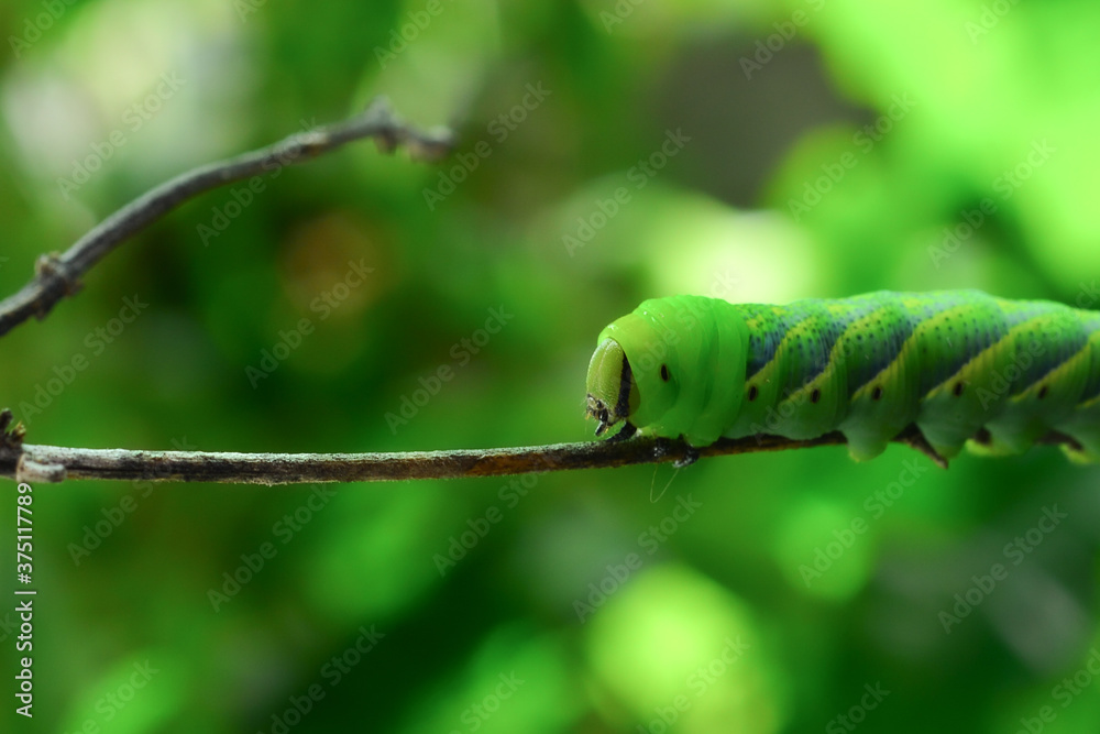 Close-up green caterpillar of the Hawk-moth on natural background Close-up green caterpillar of the Hawk-moth on natural background