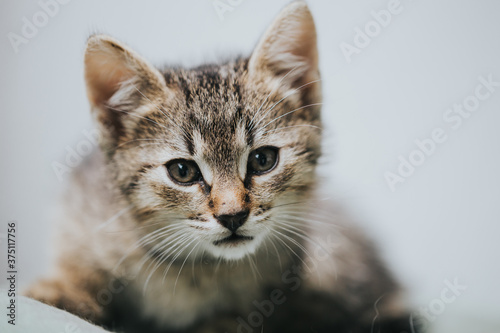 Beautiful adopted kitty portrait taken indoor. 