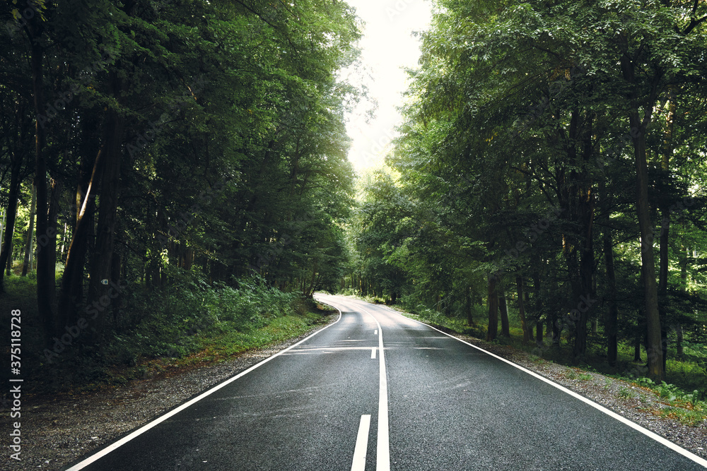 Fototapeta premium Asphalt road in the forest