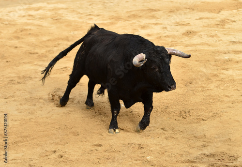 toro negro español en una plaza de toros durante un espectaculo de toreo