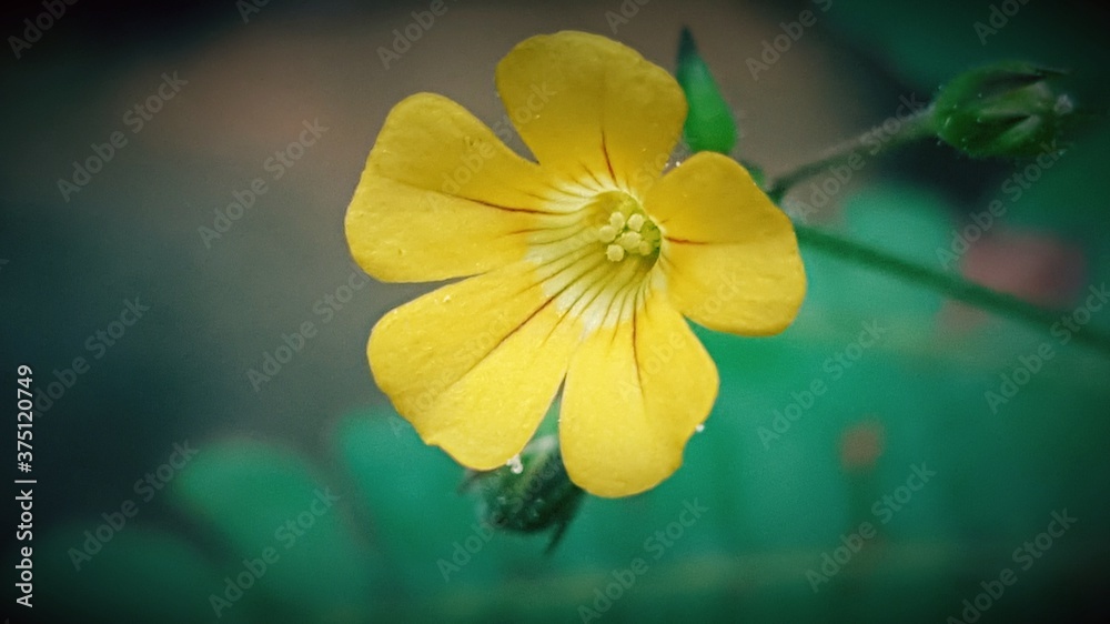 Fototapeta premium small flower in my garden