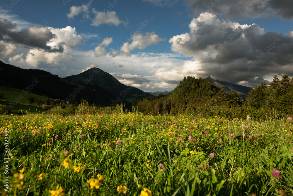 View on Gruyere mountains from Laysin field of flowers, Switzerland 