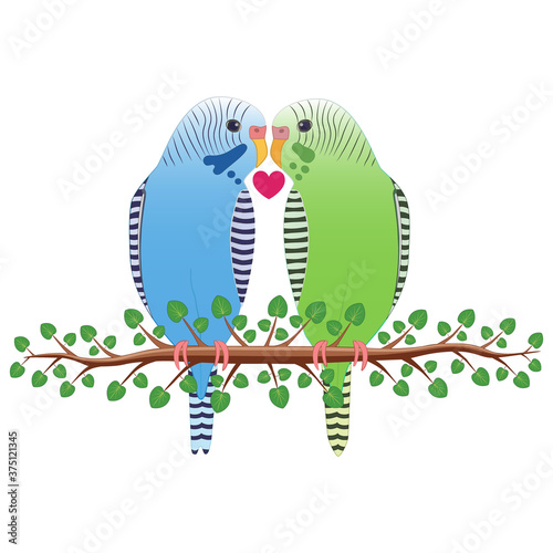 Blue, and green budgerigar couple vector on isolated white background. A design with the concept of love.