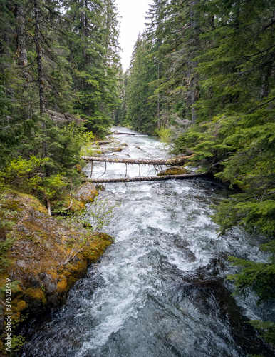 Marvelous Chinook Creek glistening on a warm spring day in an old growth forest with boulders and logs branching across the river in Washington State