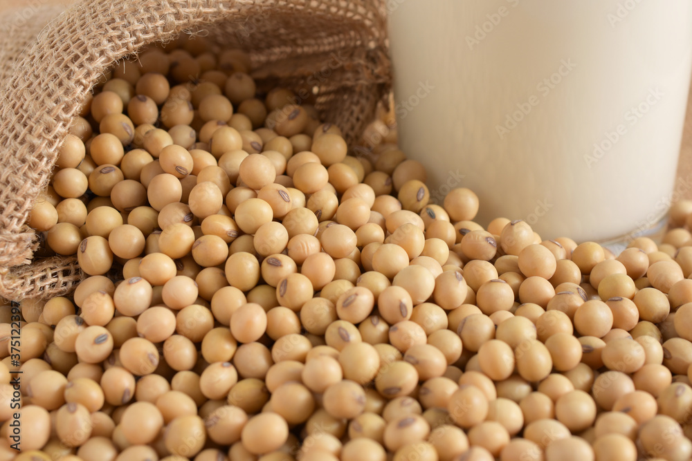 Soybeans in sack bags, Soybean and milk background,Agricultural products. Soybeans in sack bags, Soybean and milk background,Agricultural products.