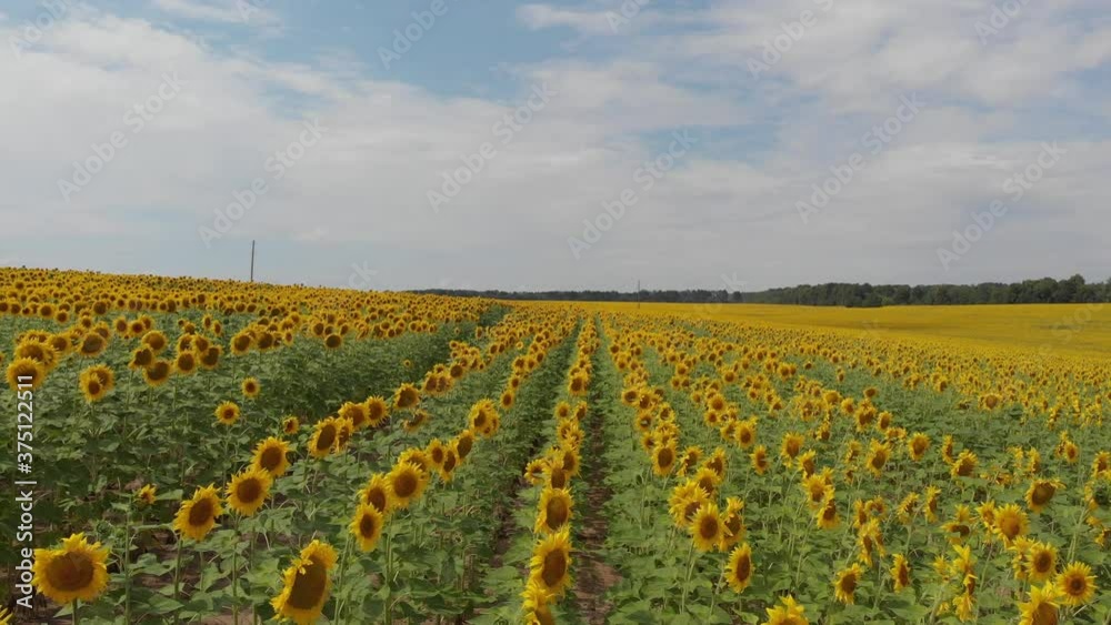 Aerial view above to the sunflowers field. Top view onto agriculture field with blooming sunflowers. Summer landscape with big yellow farm field with sunflowers Aerial view above to the sunflowers field. Top view onto agriculture field with blooming sunflowers. Summer landscape with big yellow farm field with sunflowers