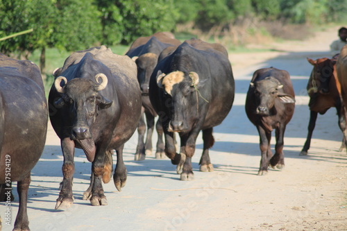 water buffalo black buffalo a domesticated dairy animal in group