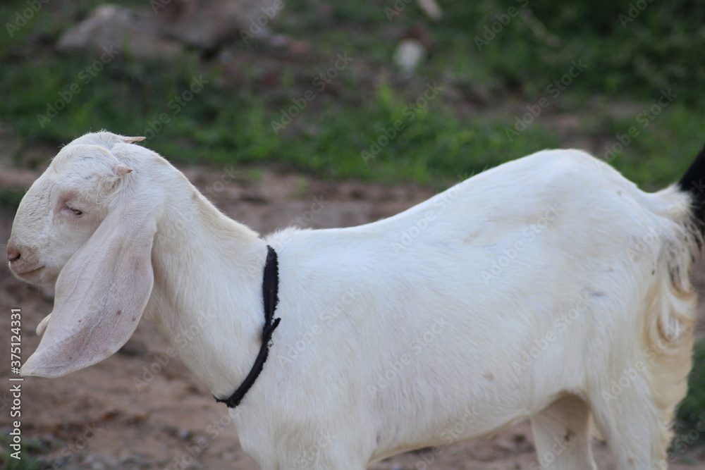 goat of indian breed standing in animal farm goat of indian breed standing in animal farm