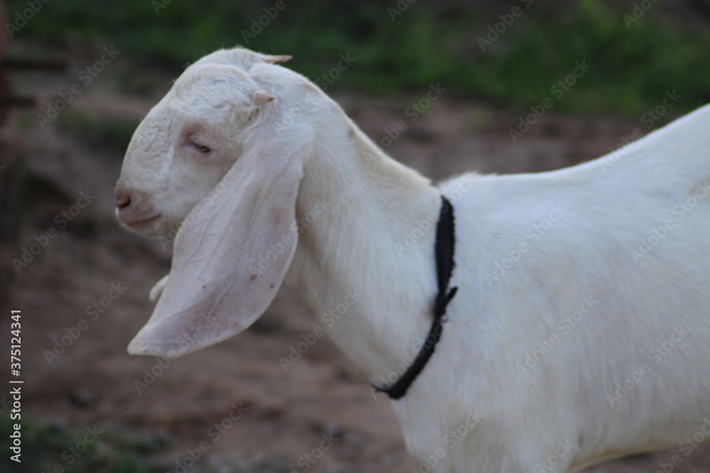 Fototapeta premium goat close head view of a lovey white goat of indian breed