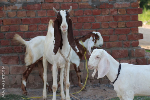 goats in group a common domestic and dairy animal