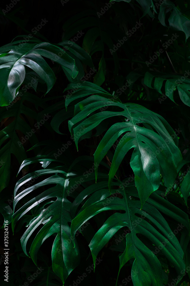 Creative layout, tropical rainforest foliage plants fern bushes dark green  leaves. Abstract natural spring green leaf wallpaper pattern texture  background. Stock Photo | Adobe Stock