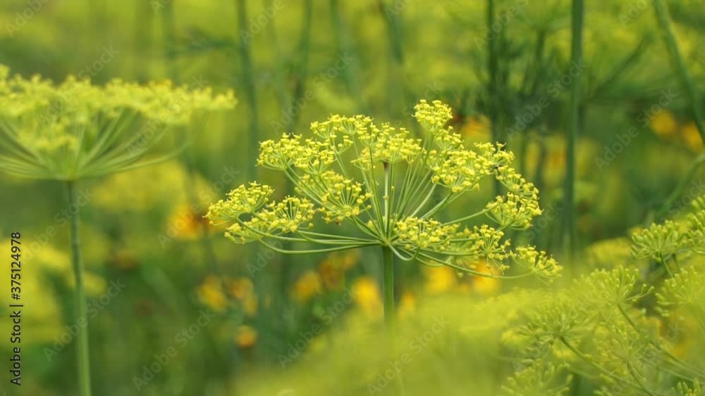 Close up of medicinal herb fennel. Green grass nature background. Healing herb decoction and Phytotherapy concept Close up of medicinal herb fennel. Green grass nature background. Healing herb decoction and Phytotherapy concept