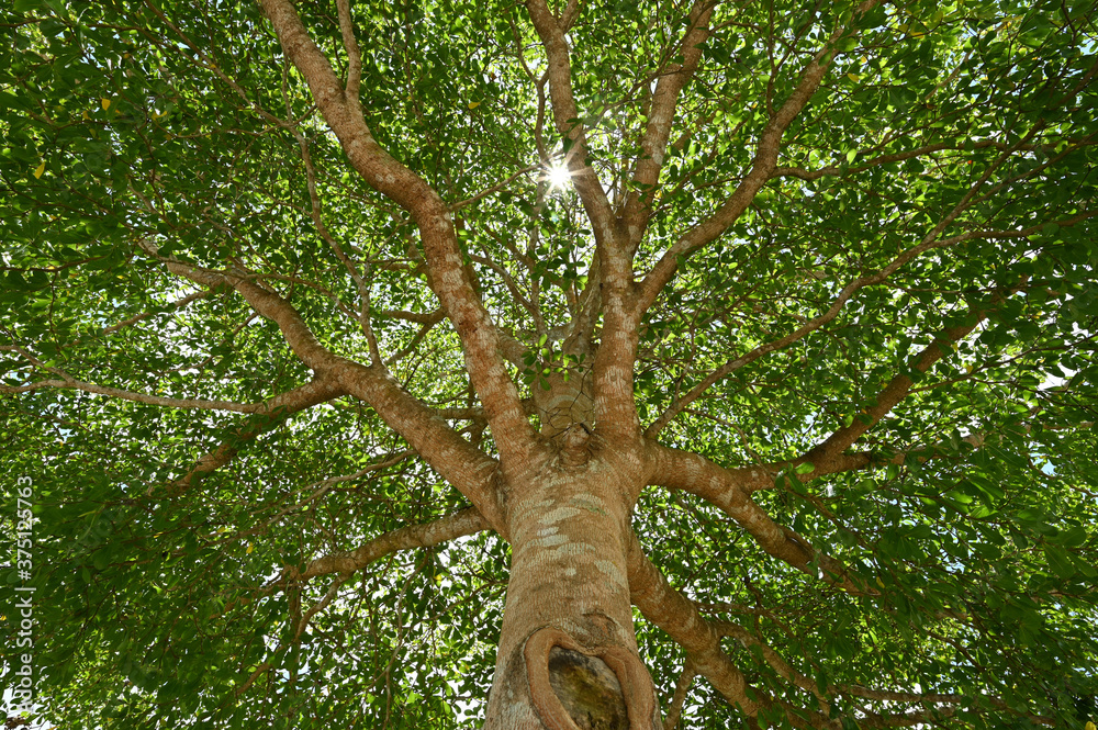 Fototapeta premium trees nature green wood sunlight backgrounds,tree top shot from below