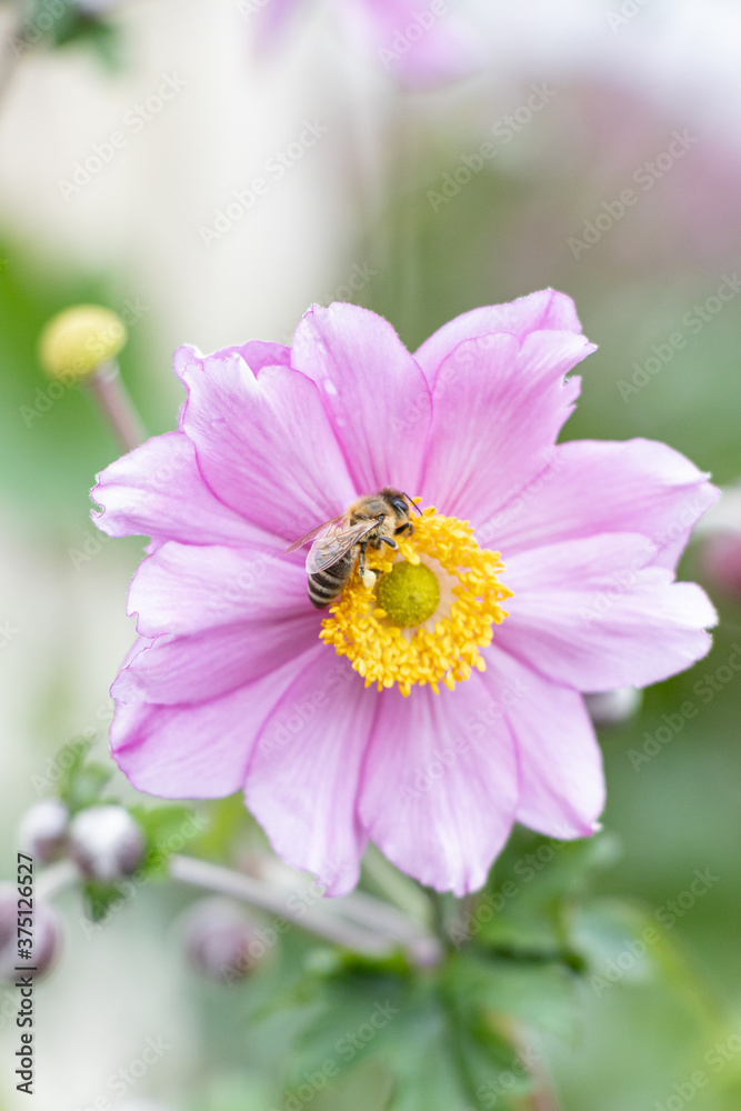 Obraz premium Biene auf Blume