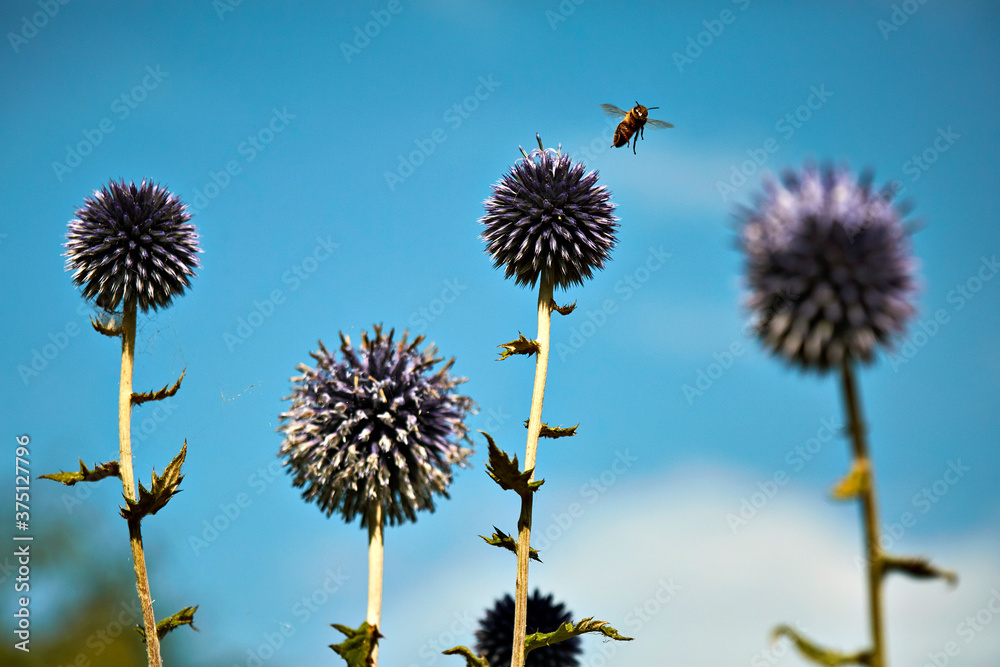 Obraz premium A bee collecting pollen from a thistle. Four flowers and blue sky