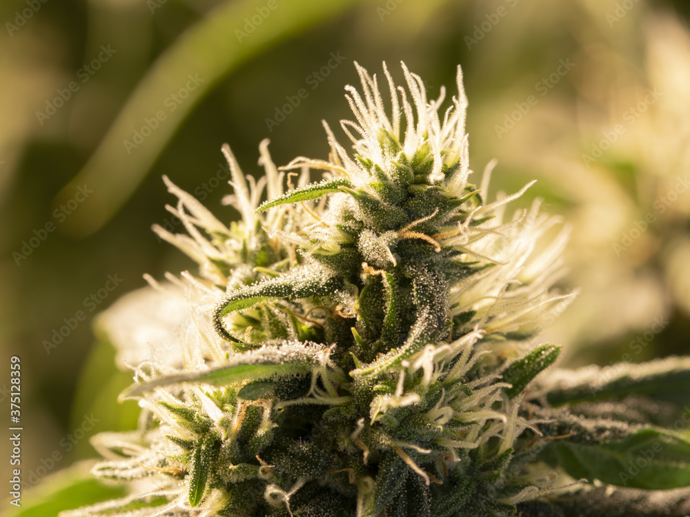 Macro photo of CBD cannabis flower with resin Macro photo of CBD cannabis flower with resin