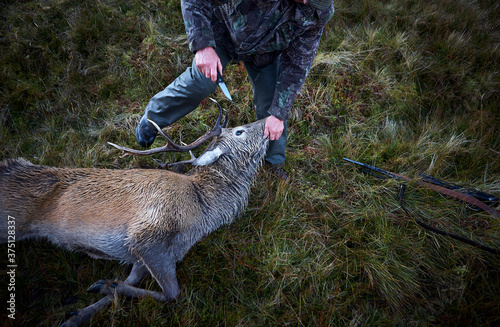 A hunter holding a knife in his hand preparing to skin a dead deer after he killed it on a hunting trip in Scotland. 