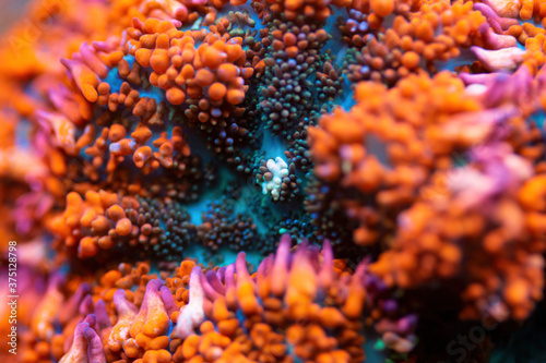 Fototapeta Naklejka Na Ścianę i Meble -  Beautiful mushroom lps coral in coral reef aquarium tank. Macro shot. Selective focus.