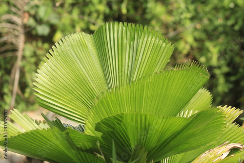 pretty garden plant with beautiful leaf