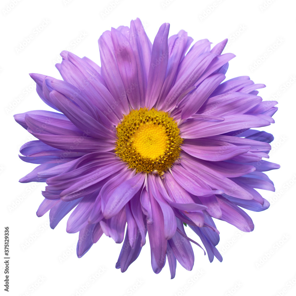 Aster alpinus isolated on white background,Aster alpinus purple violet